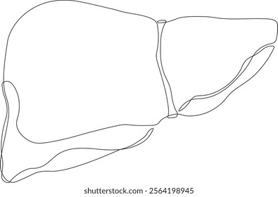 Liver anatomy. Continuous line. Human liver for medicine. Black and white drawing. Vector organ of the liver system, digestive organ of the gallbladder.