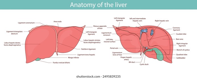 Liver Anatomy Diagram with Labels, Hand Drawn Illustration