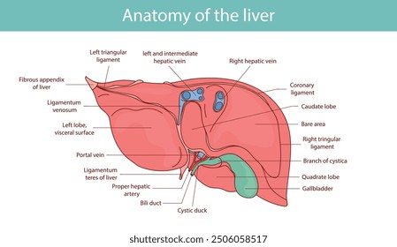 Liver Anatomy Diagram with Labels, Hand Drawn Illustration