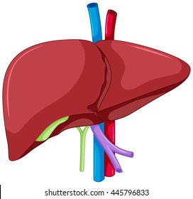 Liver Anatomy Illustration Stock Illustration 1209878821