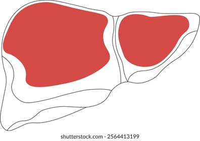 Liver anatomy. Human liver for medicine. Black and white drawing with bright spot. Vector organ of liver system, digestive organ of gall bladder.