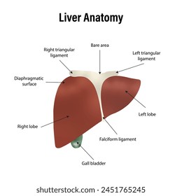 Liver Anatomy Labeled Diagram, labelled diagram of the liver