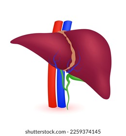 Modelo de anatomía hepática aislado en un fondo blanco. Órgano principal del cuerpo humano. Concepto de medicina y ciencia. Vector 3D.