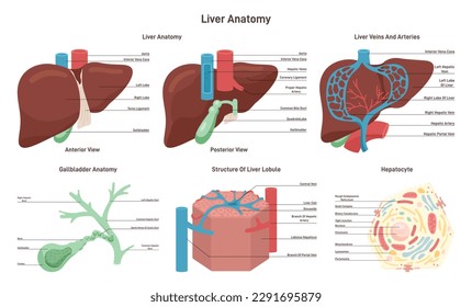 Liver anatomy set. Hepatic system organ lobule and hepatocyte structure. Arterial and venous supply and gallbladder. Flat vector illustration.