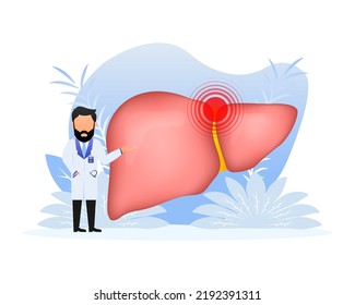 Leberanatomie. Digestive Gallenblase Organ. Vektorgrafik.