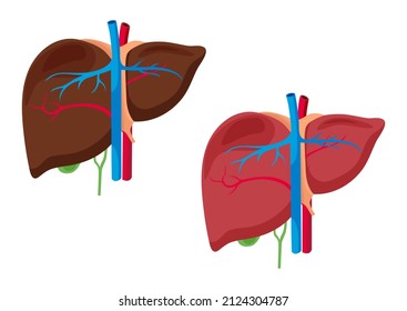 Estructura de anatomía hepática. Órgano hepático aislado en ilustración vectorial de fondo blanco
