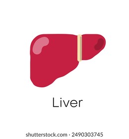 Liver anatomy structure. Vector hepatic system organ, digestive gallbladder organ. Human liver for medical drugs, pharmacy and education design. Vector illustration.