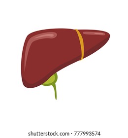 Liver anatomy. Vector illustration.