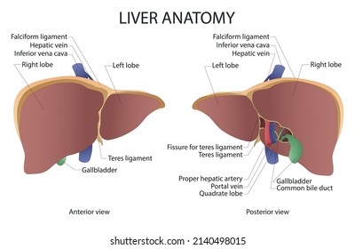 Liver anatomy.  Vector illustration of human liver. Anatomical vector illustration in flat style isolated over white background.