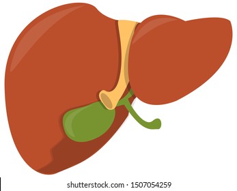 Liver with bile isolated on a white background.