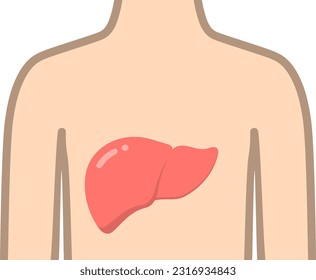 Liver and Body isolated vector illustration.