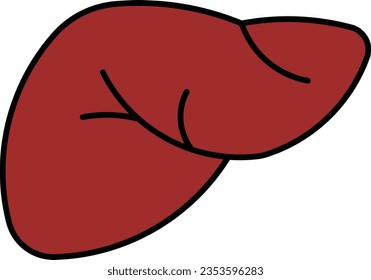 liver cancer gallbladder pancreases anatomy