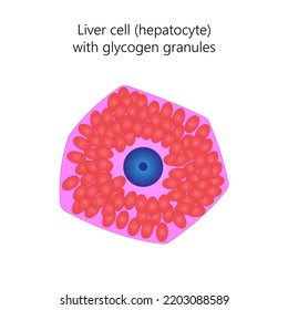 Liver cell (hepatocyte) with glycogen granules.