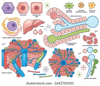 As células hepáticas são mostradas com estruturas-chave como lóbulo hepático, bílis canalílica e mitocôndrias, ilustrando a função hepática. Coleção de estilos de estrutura de tópicos