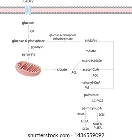 Liver de novo lipogenesis glucose