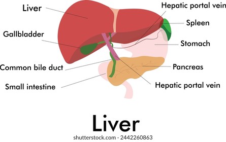 Leberdiagramm mit Teilen Vektor-Kunst