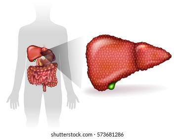 Liver disease anatomy illustration, variety of illnesses can affect the liver- cirrhosis, alcohol abuse, hepatitis. Human silhouette with internal organs at the background