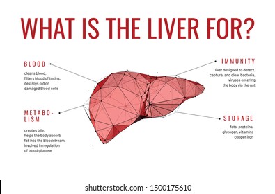 Liver facts low poly wireframe banner template. 3d human body organ polygonal illustration with functions description. Medical article visualization, healthcare infographics mesh art poster design