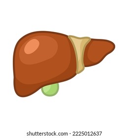 Liver of female body vector illustration. Internal human organ, digestive system, liver on white background. Education, anatomy concept