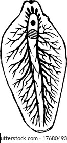 Liver Fluke Is A Collective Name Of A Polyphyletic Group Of Parasitic Trematodes Under The Phylum Platyhelminthes, Vintage Line Drawing Or Engraving Illustration.