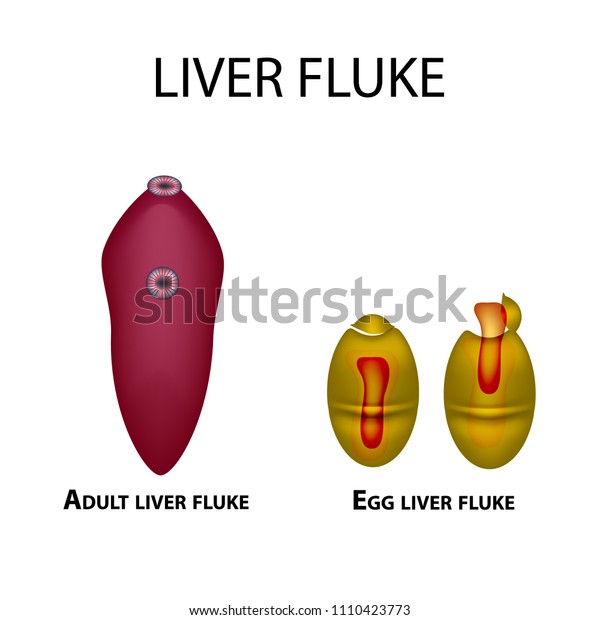Liver fluke. Hepatic\
fluke. The egg trematode. Set. Infographics. Vector illustration on\
isolated background.