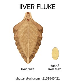 Liver Fluke Illustration Or Fasciola Hepatica, Parasitic Trematode.Type Of Parasitic Worm. Liver Fluke Egg. Vector.