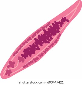 Liver Fluke, Opisthorchis Viverrini