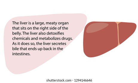 Liver function vector. Internal organs functions vector design