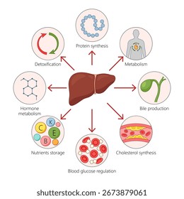 funções hepáticas incluindo desintoxicação, metabolismo, síntese proteica, produção de bílis, síntese de colesterol, diagrama de armazenamento de nutrientes vetor esquemático desenhado à mão. Ilustração educacional científica
