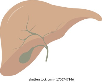 Liver and gallbladder anatomical diagram