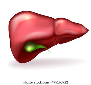 Liver and gallbladder detailed anatomy illustration on a white background