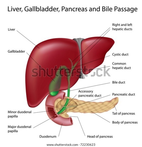 Liver Gallbladder Duodenum Pancreas Labeled Scientifically Stock Vector ...