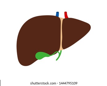 Liver and gallbladder isolated on white background vector. Main organ gallbladder, healthy anatomy illustration