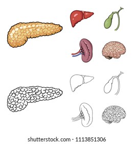 Liver, gallbladder, kidney, brain. Human organs set collection icons in cartoon,outline style vector symbol stock illustration web.