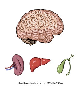 Liver, gallbladder, kidney, brain. Human organs set collection icons in cartoon style vector symbol stock illustration web.