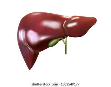 Liver and gallbladder on a white background. Vector illustration