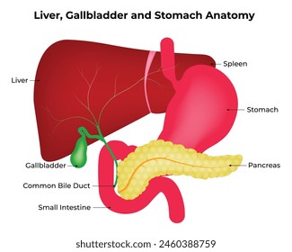 Liver, Gallbladder and Stomach Anatomy Science Design Vector Illustration Diagram