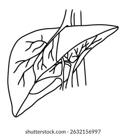 liver hand drawn outline hand drawn 