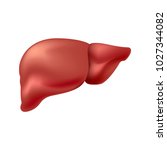 liver healthy isolated on white background