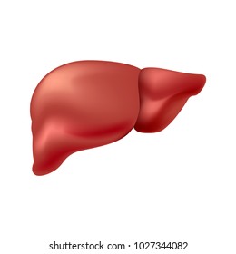 Liver Healthy Isolated On White Background