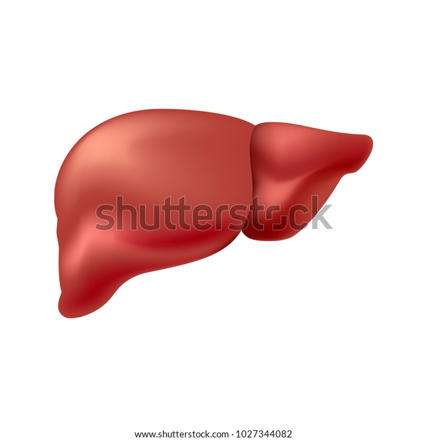 Liver Healthy Isolated On White Background Stock Vector (Royalty Free ...