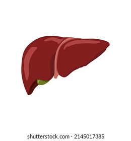 Liver Heart vector Human organs digital design graphic 2d hd illustration