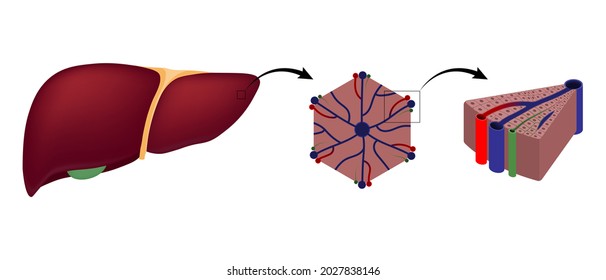 Liver Histology Diagram. Digestive Organ. Medical Education.