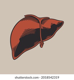 Liver human anatomy hand drawn vintage engraving style on white background. Medical anatomy internal organs concept design element for label, poster, web, poster, info graphic. Vector illustration