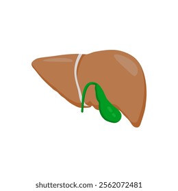 Liver, Human Body Part Illustration