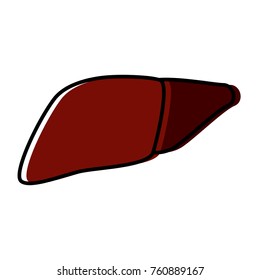 liver human organ