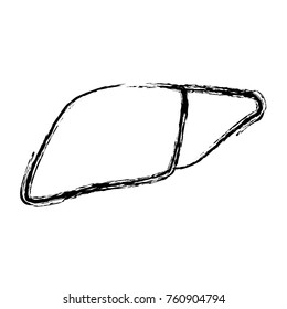 liver human organ