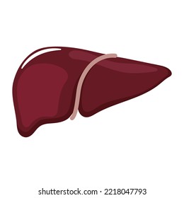 The Liver Is A Human Organ On A Transparent Background. Flat Style. For Medical Benefits, Registration.