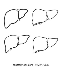 Liver human organ. Sketch vector element for medical or health care design