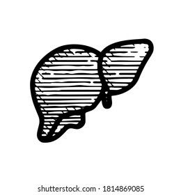 liver icon hand drawn vector illustration isolated on white background